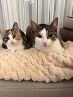 Cindy & Cheeto moeder & dochter zoeken een nieuw baasje, Dieren en Toebehoren, Katten en Kittens | Overige Katten, Kater