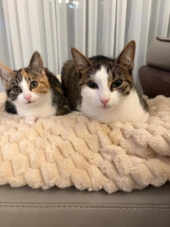 Cindy & Cheeto moeder & dochter zoeken een nieuw baasje, Dieren en Toebehoren, Katten en Kittens | Overige Katten, Kater