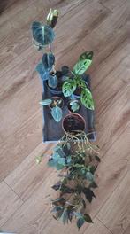 Kamerplantenbox, Ophalen, Overige soorten, Minder dan 100 cm