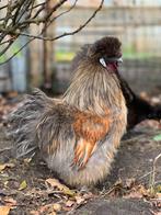 Mooie zijdehoen haan, Dieren en Toebehoren, Pluimvee, Mannelijk, Kip