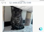 Britskorthaar kitten, Poes, Ontwormd, 0 tot 2 jaar