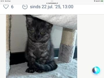 Britskorthaar kitten beschikbaar voor biedingen