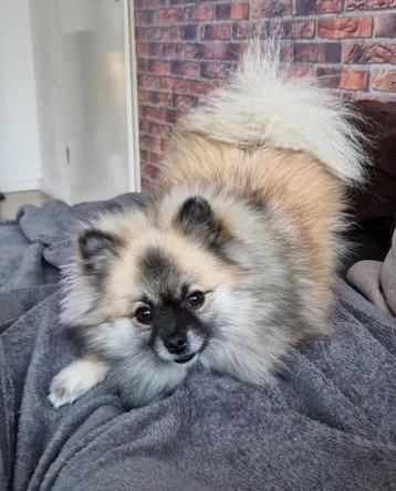 Oppas gezocht oktober klein hondje beschikbaar voor biedingen