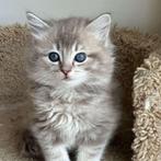 Kitten gezocht, Geslacht onbekend, 0 tot 2 jaar