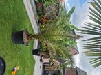 Phoenix canariensis, Tuin en Terras, Ophalen, Overige soorten, 100 tot 250 cm