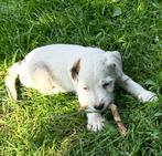 Raszuivere Jack Russel Pups, Dieren en Toebehoren, Honden | Jack Russells en Terriërs, Jack Russell Terriër, 8 tot 15 weken, Meerdere