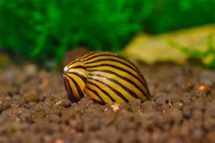 Neritina gagates slak - Koidream Valburg, Dieren en Toebehoren, Vissen | Aquariumvissen, Zoetwatervis, Slak of Weekdier