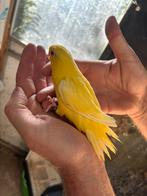 Mooie gele catharina’s te koop., Dieren en Toebehoren, Vogels | Parkieten en Papegaaien, Meerdere dieren, Parkiet, Tam