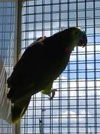 koppel blauwvoorhoofd amazones, Meerdere dieren, Papegaai, Geringd