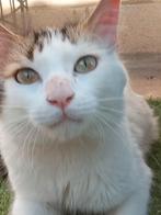 Jarela, Menelao, 24-10-24 door baas afgestaan aan asiel, Dieren en Toebehoren, Katten en Kittens | Overige Katten, Kater, Kortharig