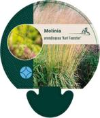 Molinia arundinacea 'Karl Foerster' Pijpestrootje, Volle zon, Vaste plant, Siergrassen, Ophalen of Verzenden