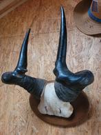 Mooie hoorns van Mozambikaans Hartenbeest, Ophalen, Zo goed als nieuw, Wild dier, Gewei of Kop
