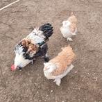 Te koop trio faverolles, Dieren en Toebehoren, Pluimvee, Meerdere dieren, Kip