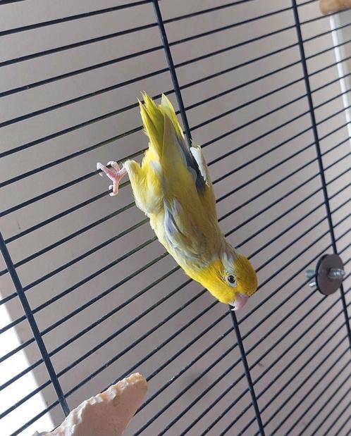 Forpus, Dieren en Toebehoren, Vogels | Parkieten en Papegaaien, Dwergpapegaai of Agapornis, Mannelijk