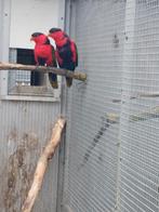 Aangeboden compleet vogelbestand, Dieren en Toebehoren, Vogels | Parkieten en Papegaaien, Meerdere dieren, Papegaai