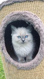Twee super  lieve zuivere  ragdollkittens voor 6 ******🏡, Meerdere dieren, Gechipt