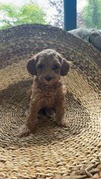 Knappe Australian Labradoodle puppy's, Overige rassen, 8 tot 15 weken, Meerdere, Meerdere dieren