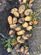 Te huur gevraagd, landbouwgrond voor aardappelen