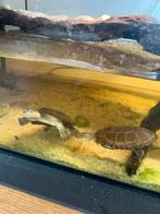 Pelomedusa subrafa 2x, Dieren en Toebehoren, Reptielen en Amfibieën, 0 tot 2 jaar, Schildpad