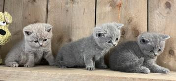 Britse korthaar kittens beschikbaar voor biedingen