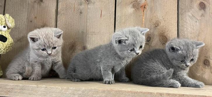 Britse korthaar kittens, Dieren en Toebehoren, Katten en Kittens | Raskatten | Korthaar, Meerdere dieren, 0 tot 2 jaar, Ontwormd