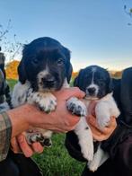 Friese Stabij pup zoekt een liefdevol thuis🩵, 8 tot 15 weken, Meerdere, Meerdere dieren, Middel