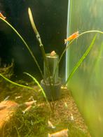 Caridina garnalen, Dieren en Toebehoren, Kreeft, Krab of Garnaal