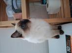 Ragdoll kitten 2 x geënt div malen ontwormt. Ouders getest, Poes
