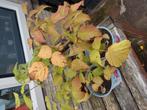 framboos laatste 7v5,- mix&match moestuin bio, Ophalen, Volle zon, Vaste plant, Zomer