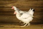 Grote Sussex kippen | Legkippen | Persoonlijk advies!, Kip, Vrouwelijk