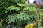 Chinese rijstpapierplant, Bloeit niet, Halfschaduw, Overige soorten, 250 tot 400 cm
