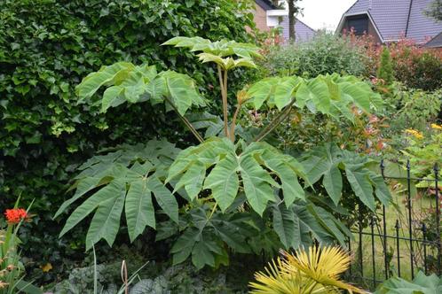 Chinese rijstpapierplant, Tuin en Terras, Planten | Bomen, Overige soorten, 250 tot 400 cm, Halfschaduw, Bloeit niet, In pot, Ophalen