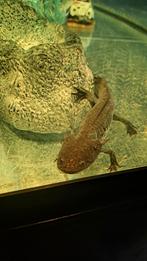 Axolotl, Dieren en Toebehoren, Reptielen en Amfibieën, 0 tot 2 jaar
