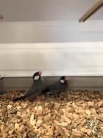 Rijstvogels, Dieren en Toebehoren, Vogels | Overige Vogels, Meerdere dieren