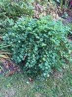 Kleine Pimpernel Stekjes - Nieuw!, Tuin en Terras, Ophalen, Volle zon, Vaste plant, Kruiden