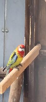 Jonge Rosella's, Dieren en Toebehoren, Meerdere dieren, Parkiet