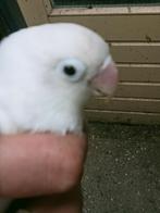 Prachtige jonge agapornis fisheri wit dec man en pop, Dieren en Toebehoren, Vogels | Parkieten en Papegaaien, Meerdere dieren