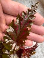 6x Begonia Serratipetala, Ophalen, Halfschaduw, Minder dan 100 cm