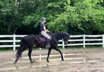1 plek vrij training en beleren paard, 1 paard of pony