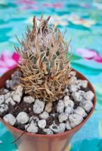TURBINICARPUS FLAVIFLOURUS CACTUS MOOIE PLANT, Huis en Inrichting, Kamerplanten, Ophalen of Verzenden, Minder dan 100 cm, Volle zon