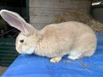 Vlaamse reus voedster, Dieren en Toebehoren, Konijnen, Vrouwelijk, Groot