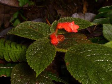Kohleria villosa (Gesneriaceae) terrariumplant beschikbaar voor biedingen
