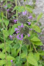 Borstelkrans, zeer zeldzame inheemse plant, Tuin en Terras, Ophalen, Zomer, Overige soorten, Volle zon