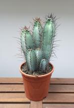 Cereus Forbesii | Ø17cm H42cm, Cactus, Minder dan 100 cm, Ophalen of Verzenden