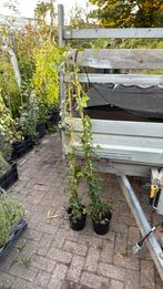 Budget partij hedera 120 stuks hoog 150/175 prijs 3,95 pst, Ophalen, Vaste plant, Halfschaduw, Klimplanten