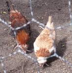 eieren kuikens  kippen, Dieren en Toebehoren, Overige Dieren, Meerdere dieren, Na 1 juli 2024