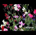 Lathyrus zaden, Ophalen of Verzenden, Voorjaar, Volle zon, Zaad