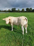 Blonde d'aquitaine Kalf en stier, Dieren en Toebehoren, Mannelijk