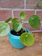 Pannekoek planten kamerplant, Overige soorten, Minder dan 100 cm, Ophalen of Verzenden, Halfschaduw