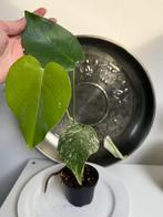 Monstera Deliciosa Mint Variegata, Huis en Inrichting, Overige soorten, Minder dan 100 cm, Groene kamerplant, Halfschaduw